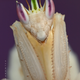 Illustration for article titled The Strange Cuteness of Insect Portraits